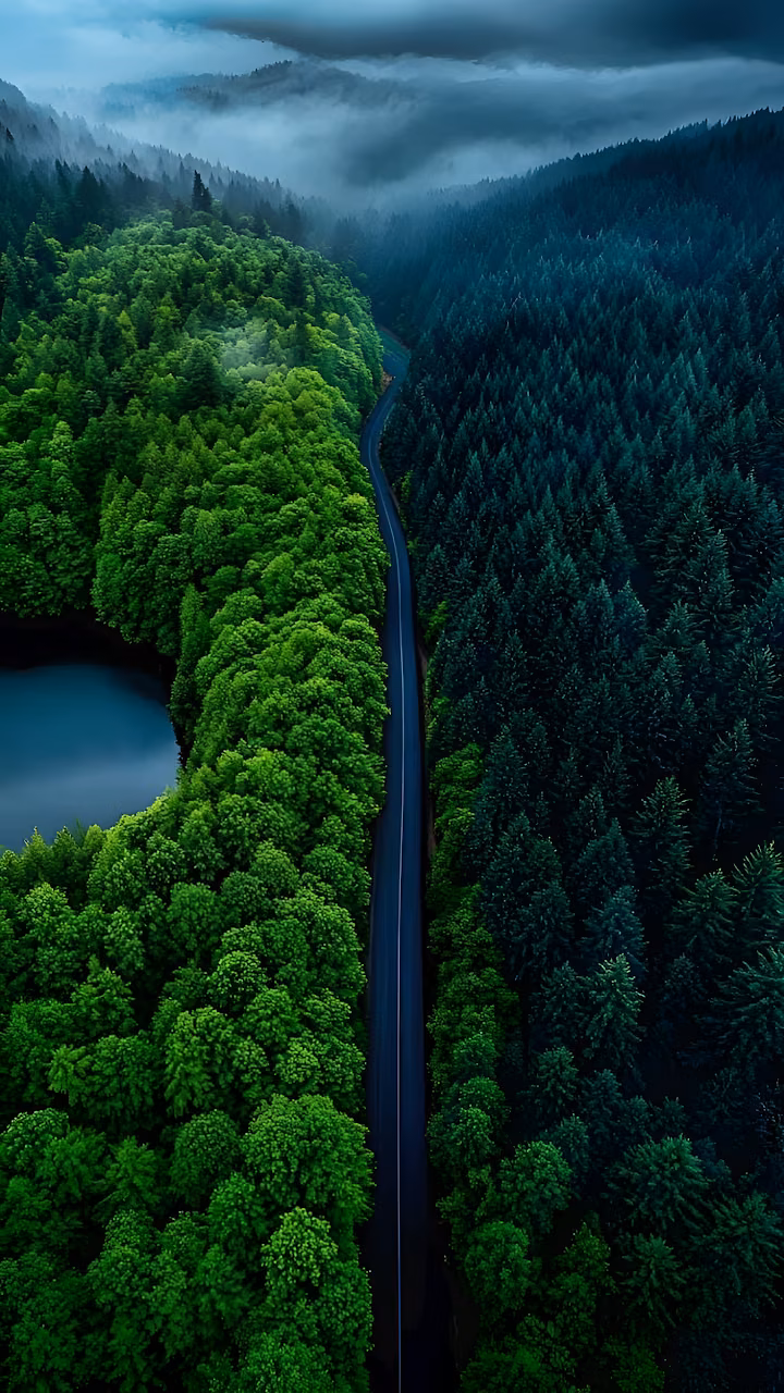 Download Aerial Forest Road Split Green Tones Foggy Valley Wallpaper in Mobile HD Aerial Forest Road Split Green Tones Foggy Valley - Free Mobile AMOLED Wallpaper Background