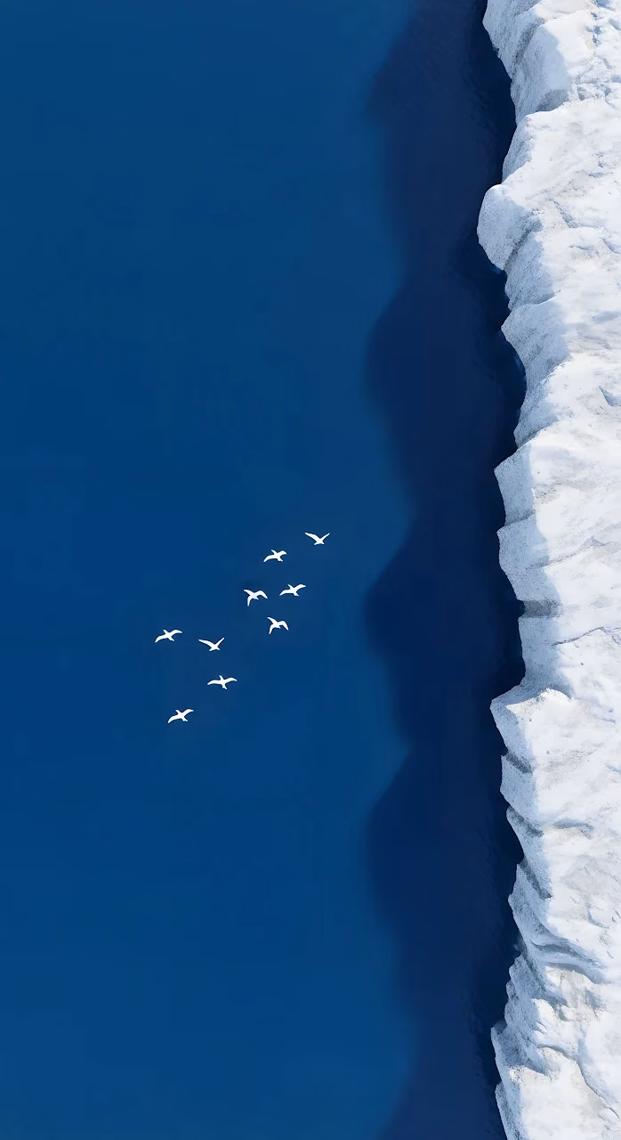 Aerial View Arctic Ocean White Cliff Flying Birds - Free Mobile AMOLED Wallpaper Background