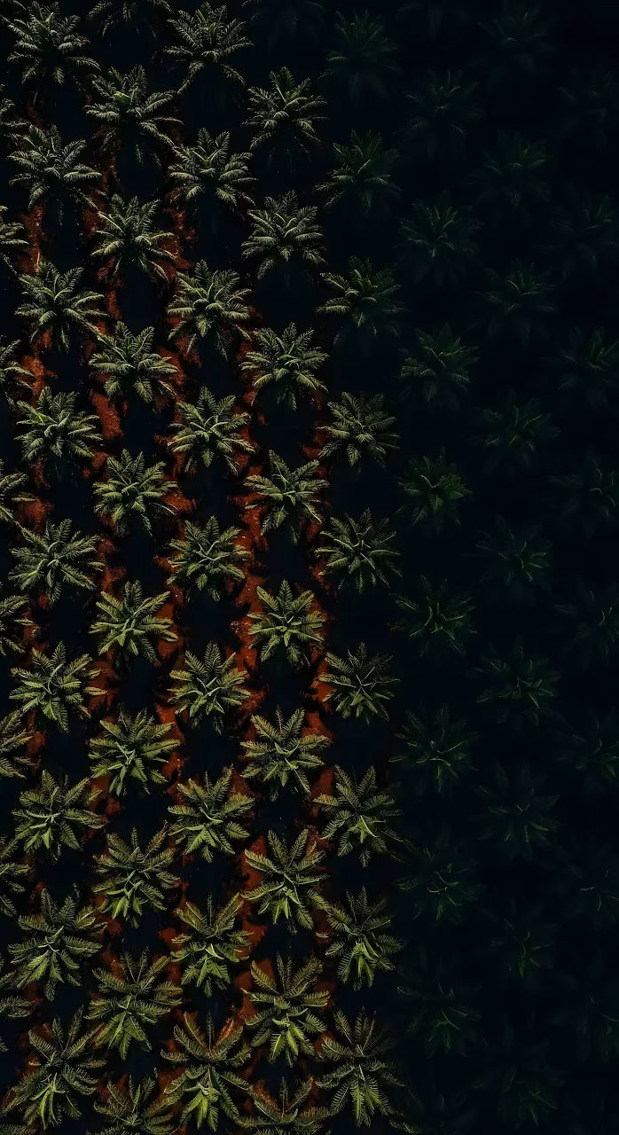 Aerial View of Dark Tropical Palm Tree Plantation - Free Mobile AMOLED Wallpaper Background