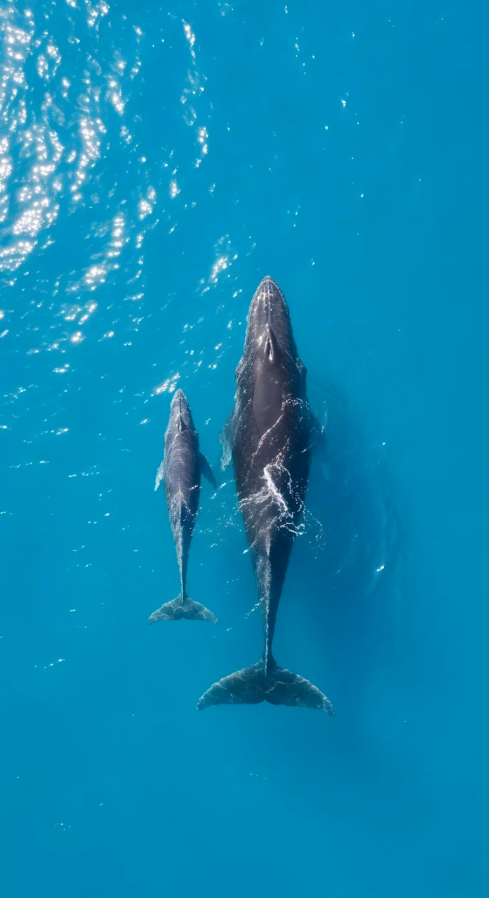Aerial View of Humpback Whale Mother and Calf Turquoise Water - Free Mobile AMOLED Wallpaper Background