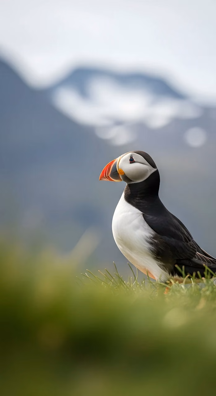 Atlantic Puffin Portrait on Grassy Cliffside - Free Mobile AMOLED Wallpaper Background