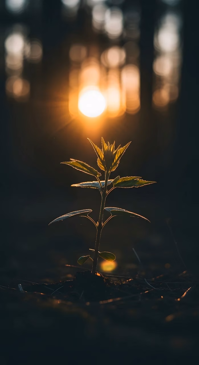 Download Backlit Seedling in Dark Forest with Golden Bokeh Wallpaper in Mobile HD Backlit Seedling in Dark Forest with Golden Bokeh - Free Mobile AMOLED Wallpaper Background