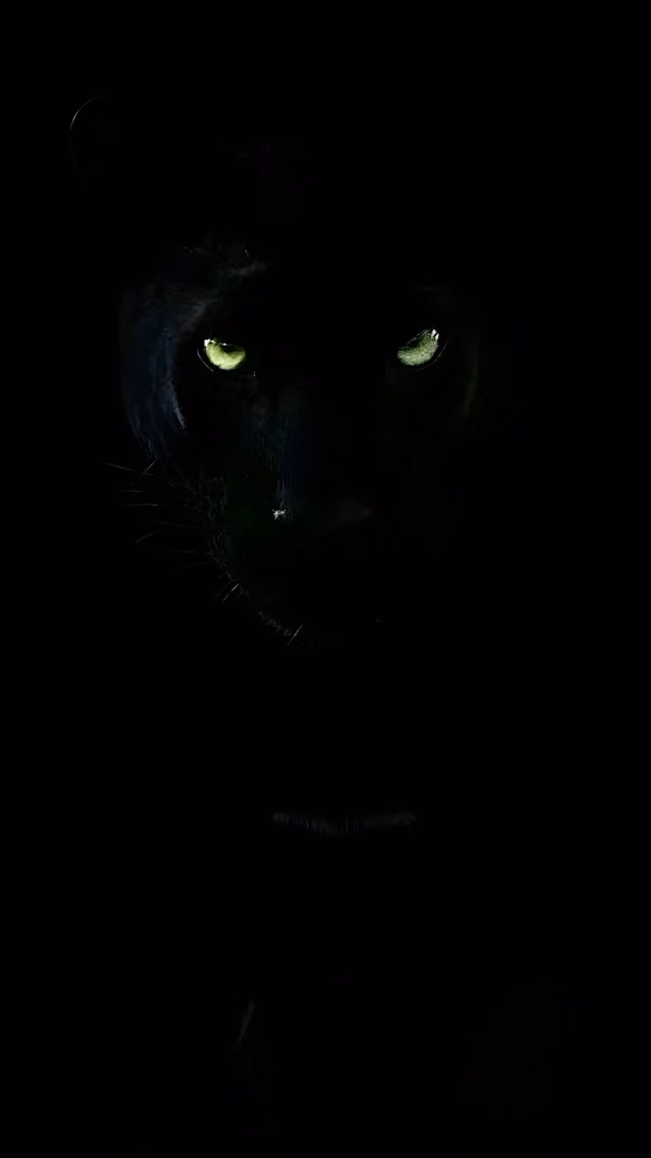 Download Black Panther with Intense Glowing Green Eyes Wallpaper in Mobile HD Black Panther with Intense Glowing Green Eyes - Free Mobile AMOLED Wallpaper Background