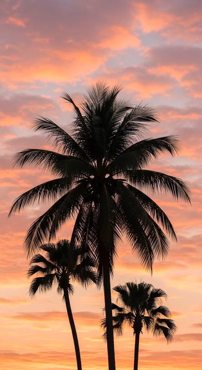 Close-up of Coconut Palm Trees Silhouetted Against a Pastel Pink and Orange Sunset Sky - Free Mobile AMOLED Wallpaper Background