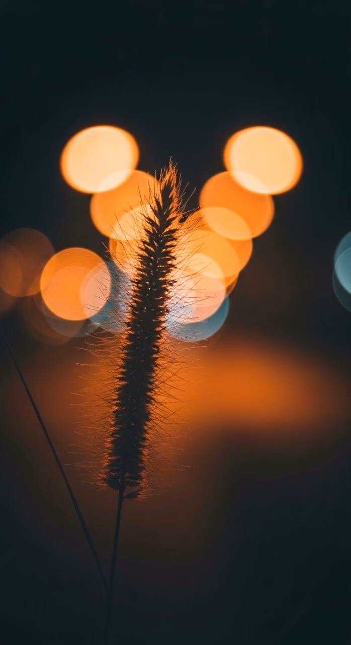 Close-up of Dried Grass Stalk in Foreground with Warm Bokeh City Lights Background - Free Mobile AMOLED Wallpaper Background