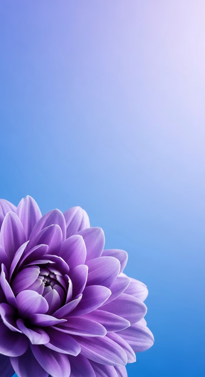 Close-up of a Single Vibrant Violet Flower Against a Smooth Gradient Background - Free Mobile AMOLED Wallpaper Background