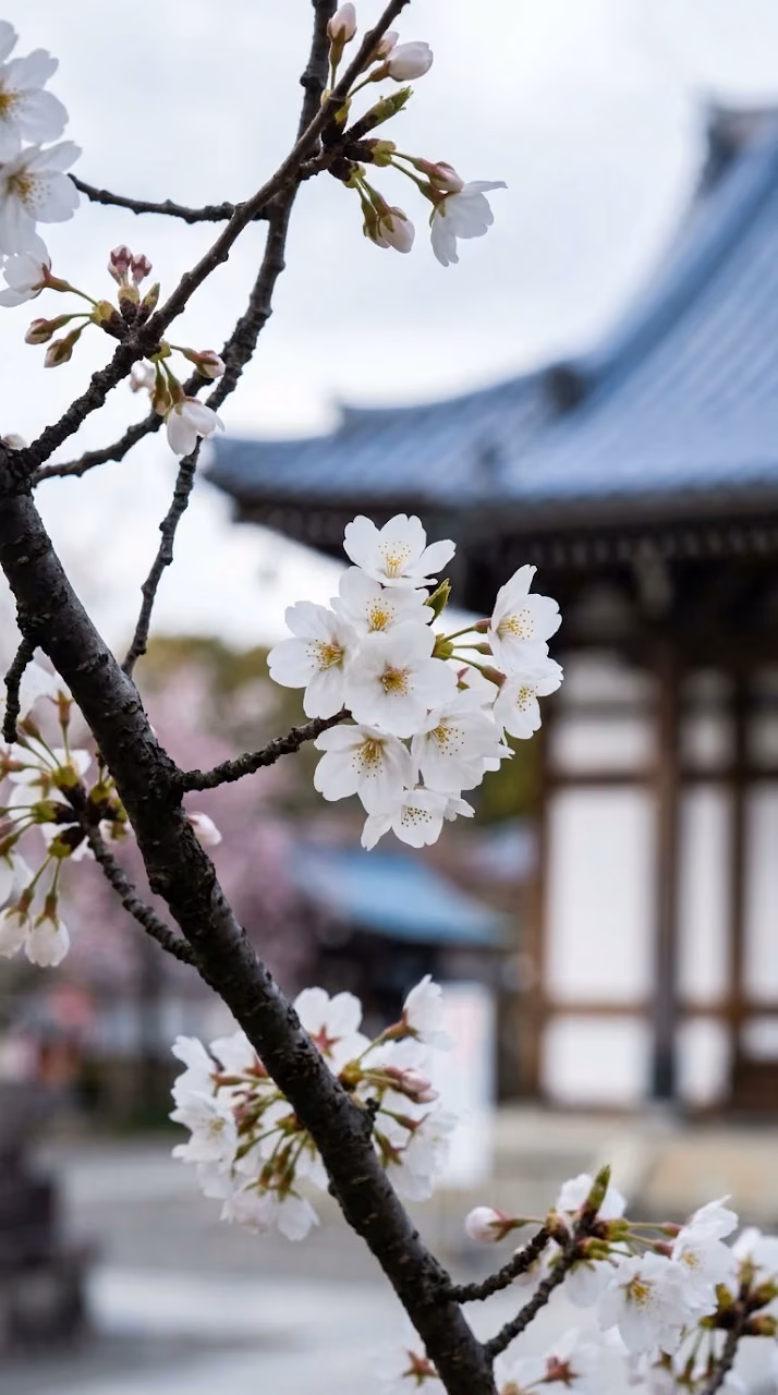 Download Close-up of White Cherry Blossoms with Blue Tiled Temple Roof Wallpaper in Mobile HD Close-up of White Cherry Blossoms with Blue Tiled Temple Roof - Free Mobile AMOLED Wallpaper Background