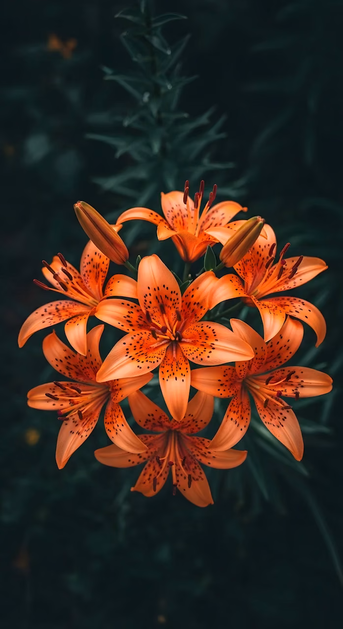 Cluster of Vibrant Orange Tiger Lilies Close-up - Free Mobile AMOLED Wallpaper Background