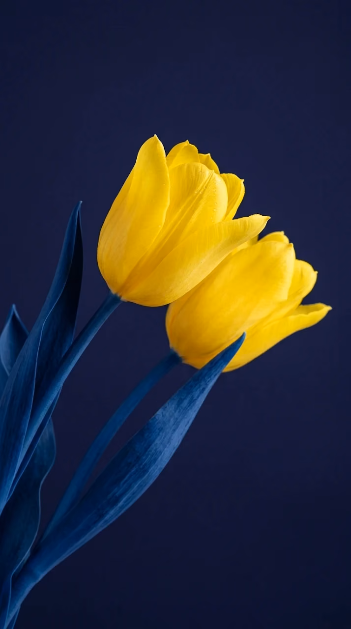 Download Creative Macro Shot of Yellow Tulips with Artificially Colored Blue Stems Wallpaper in Mobile HD Creative Macro Shot of Yellow Tulips with Artificially Colored Blue Stems - Free Mobile AMOLED Wallpaper Background