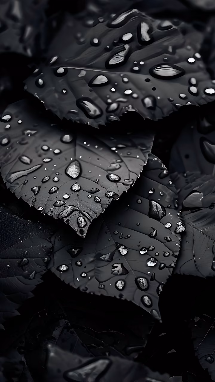Download Dark Monochromatic Leaves Water Droplets Macro Texture Wallpaper in Mobile HD Dark Monochromatic Leaves Water Droplets Macro Texture - Free Mobile AMOLED Wallpaper Background