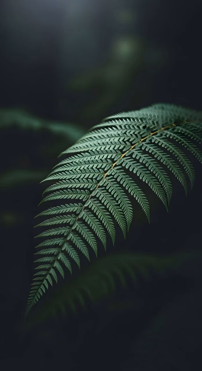 Dark Moody Forest Fern Frond Close-up - Free Mobile AMOLED Wallpaper Background