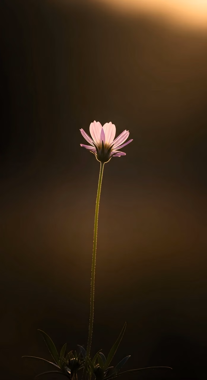 Dark Moody Forest Trail - Free Mobile AMOLED Wallpaper Background