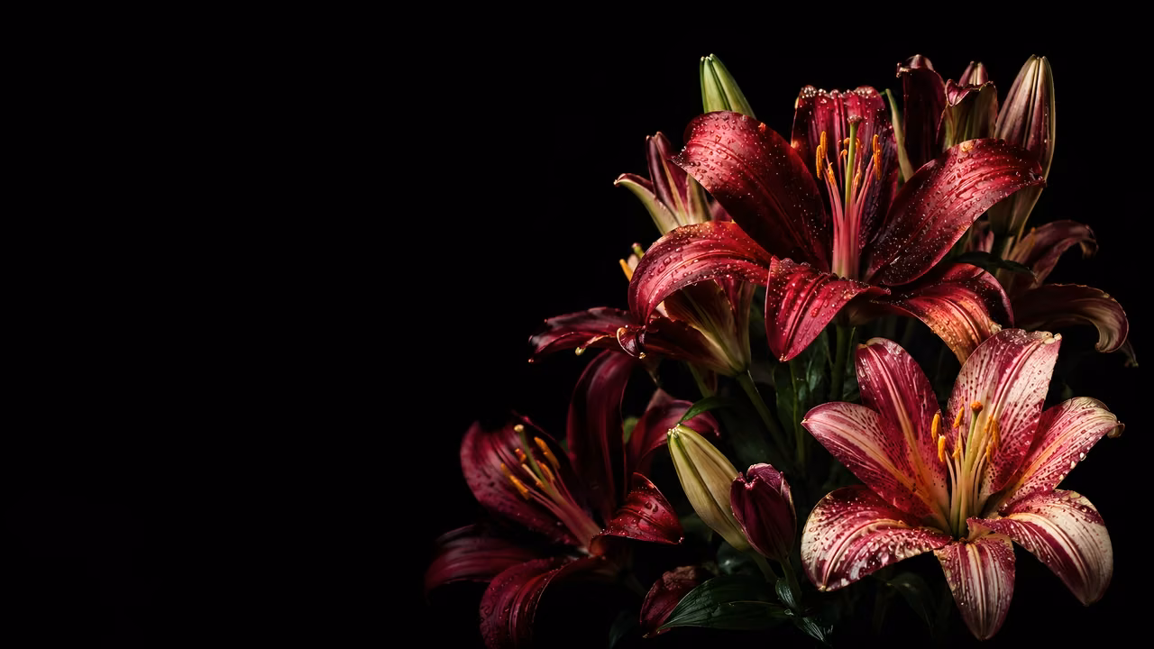 Close up of deep red and pink lilies with water droplets against a solid dark black background.