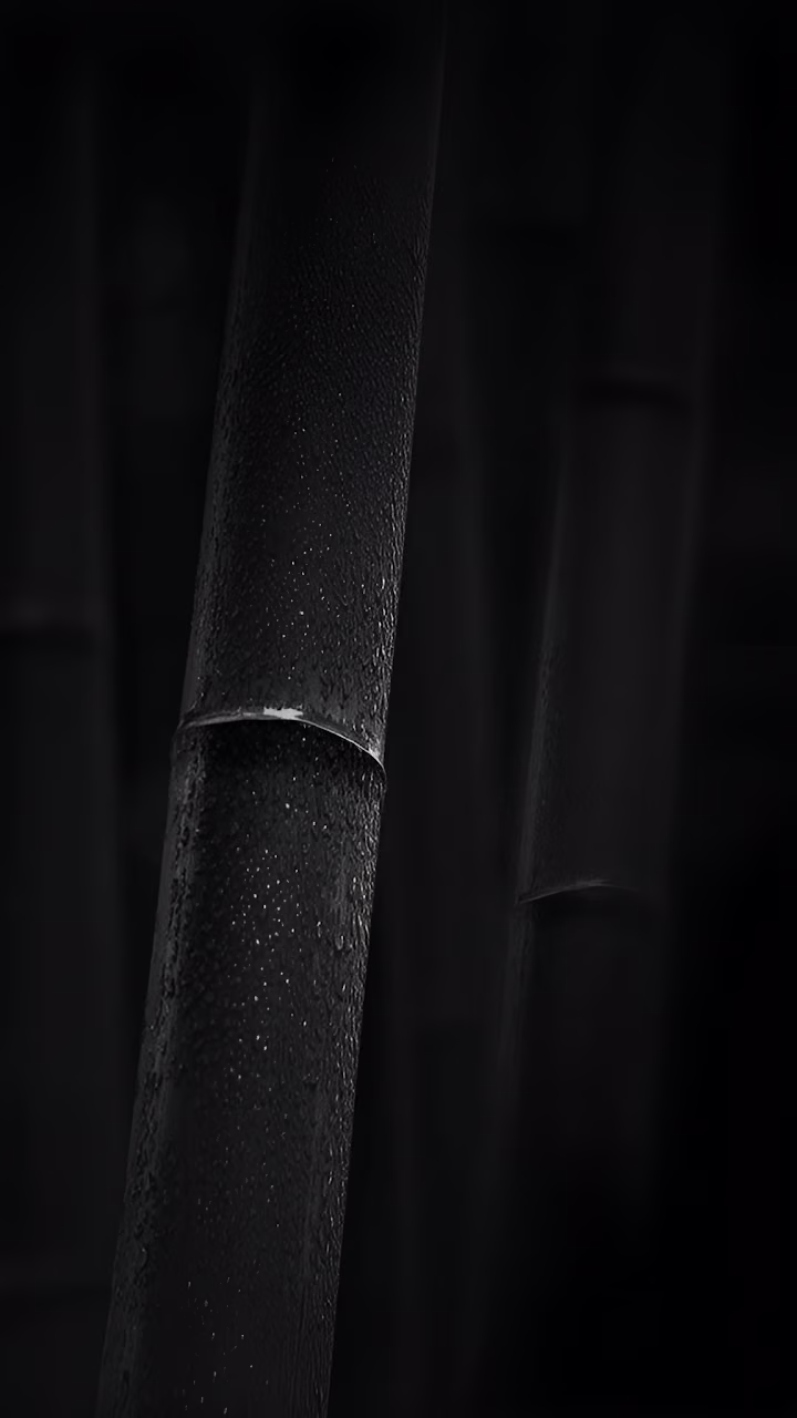 Dark Wet Bamboo Stalks Close Up Monochrome Nature Detail - Free Mobile AMOLED Wallpaper Background