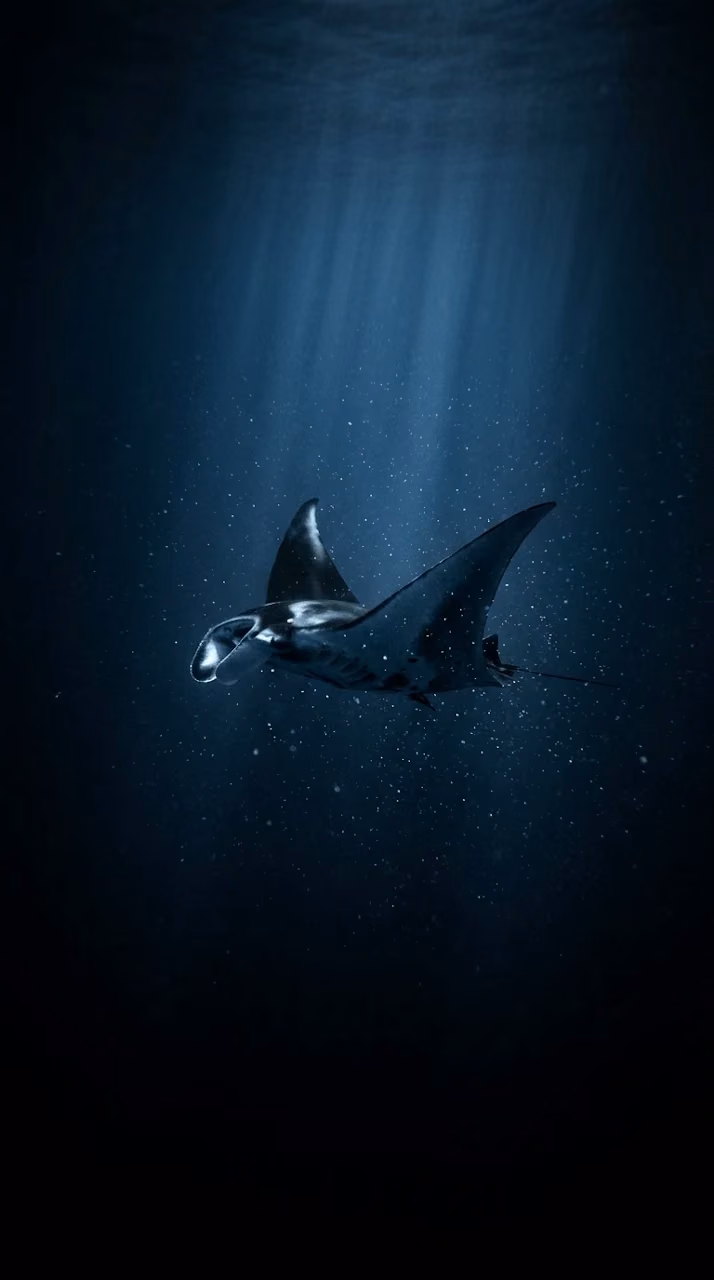 Deep Ocean Manta Ray Underwater AMOLED Wallpaper - Free Mobile AMOLED Wallpaper Background