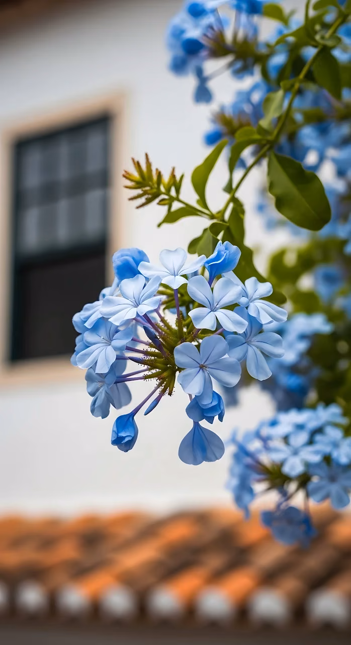 Download Delicate Blue Plumbago Flowers Against White Building Wallpaper in Mobile HD Delicate Blue Plumbago Flowers Against White Building - Free Mobile AMOLED Wallpaper Background