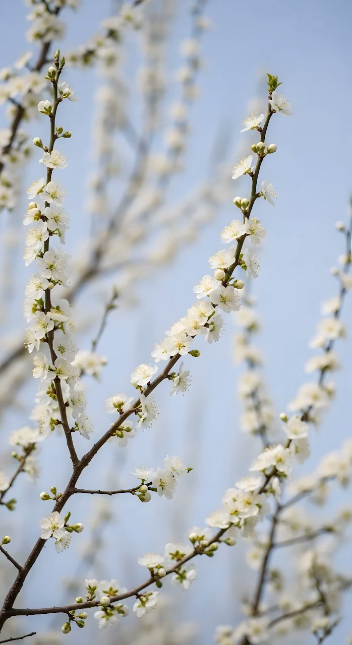 Download Delicate White Spring Blossoms Against Soft Blue Sky Bokeh Wallpaper in Mobile HD Delicate White Spring Blossoms Against Soft Blue Sky Bokeh - Free Mobile AMOLED Wallpaper Background