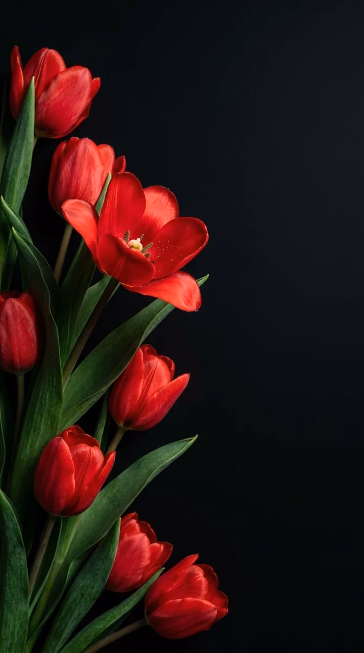 Download Dramatic High Contrast Photograph of Red Tulips on a Matte Black Background Wallpaper in Mobile HD Dramatic High Contrast Photograph of Red Tulips on a Matte Black Background - Free Mobile AMOLED Wallpaper Background
