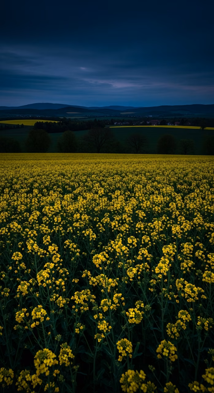 Dramatic Low-Light Photograph of a Yellow Canola Field Under a Dark Blue Twilight Sky - Free Mobile AMOLED Wallpaper Background