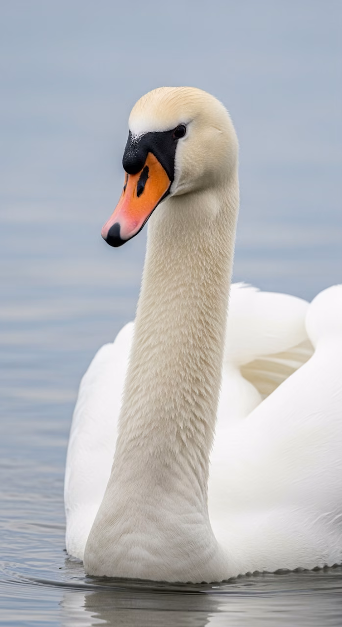 Download Elegant Low-Angle Macro Portrait of a Mute Swan on Water with Detailed Feather Texture Wallpaper in Mobile HD Elegant Low-Angle Macro Portrait of a Mute Swan on Water with Detailed Feather Texture - Free Mobile AMOLED Wallpaper Background