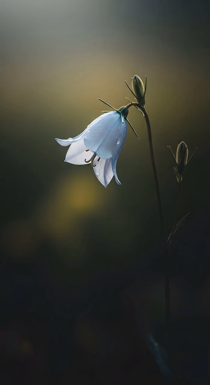 Ethereal Blue Bellflower in Golden Backlight - Free Mobile AMOLED Wallpaper Background