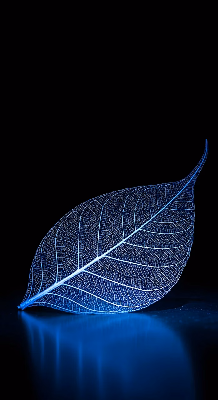 Ethereal Blue Skeleton Leaf on Black Reflection - Free Mobile AMOLED Wallpaper Background