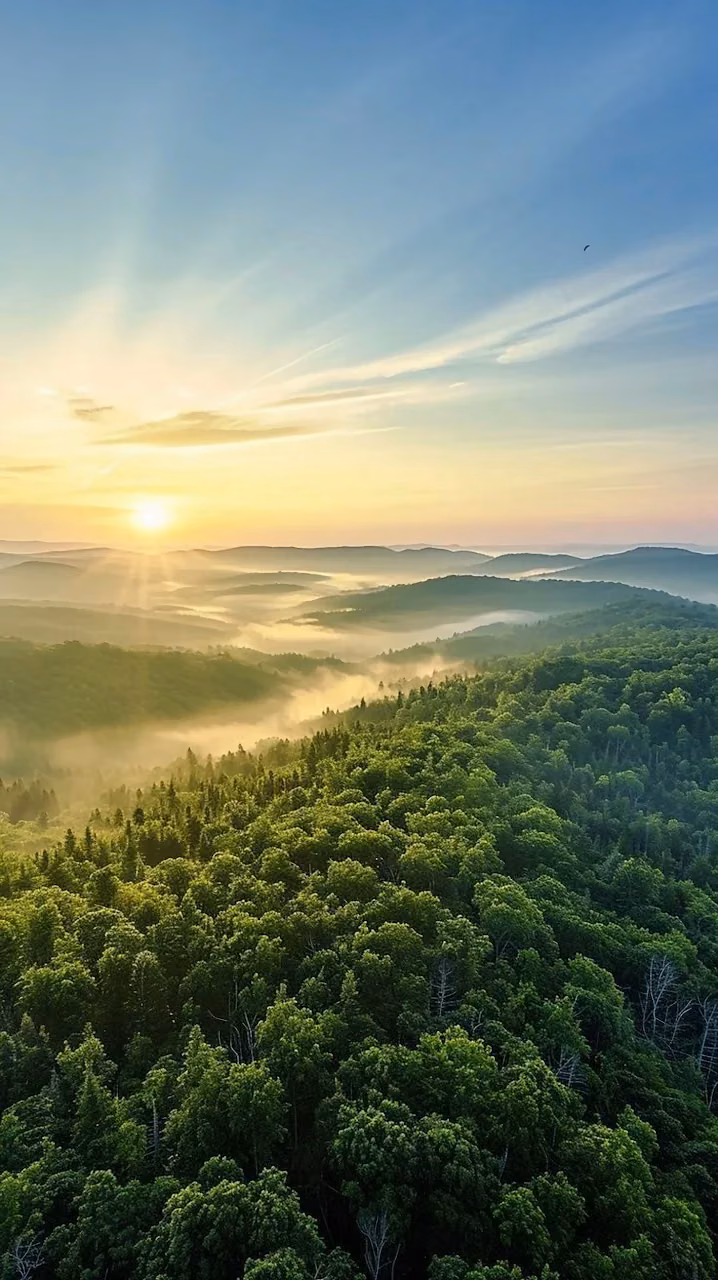 Ethereal Forest Sunrise Mist Over Rolling Green Mountains - Free Mobile AMOLED Wallpaper Background