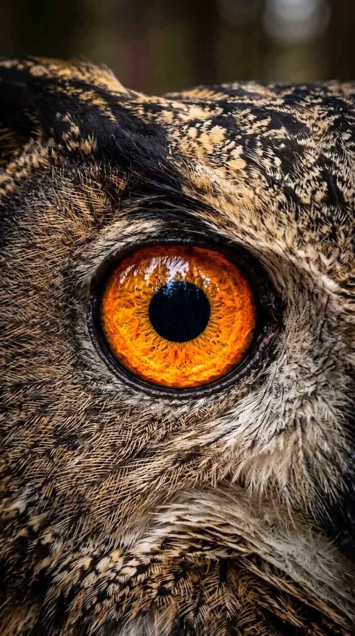 Extreme Close-Up Macro Shot Of An Owl's Eye - Free Mobile AMOLED Wallpaper Background