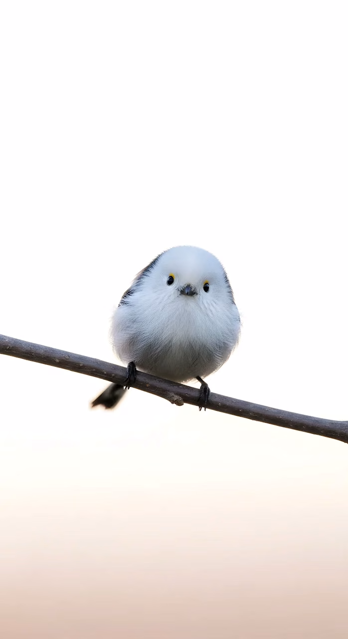 Download Fluffy Long-Tailed Tit Bird on Bare Branch High Key Wallpaper in Mobile HD Fluffy Long-Tailed Tit Bird on Bare Branch High Key - Free Mobile AMOLED Wallpaper Background