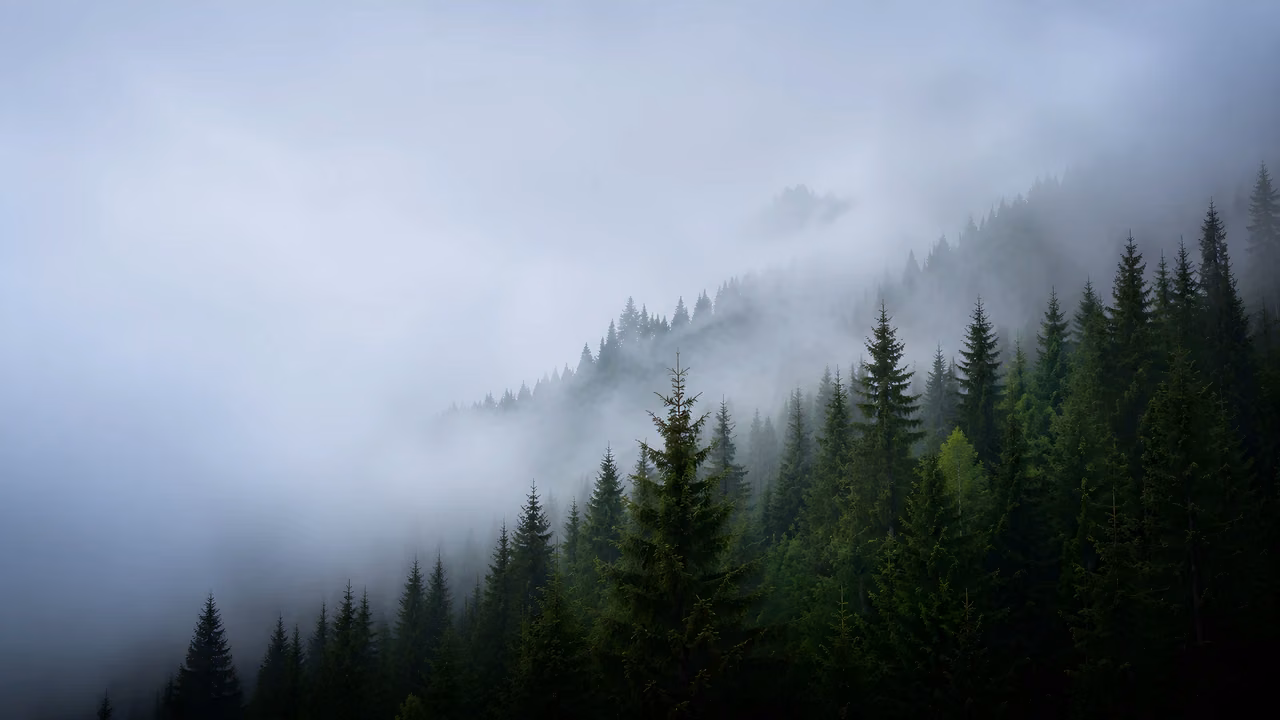 High angle view of a dense green pine forest blanketed in thick white mist.