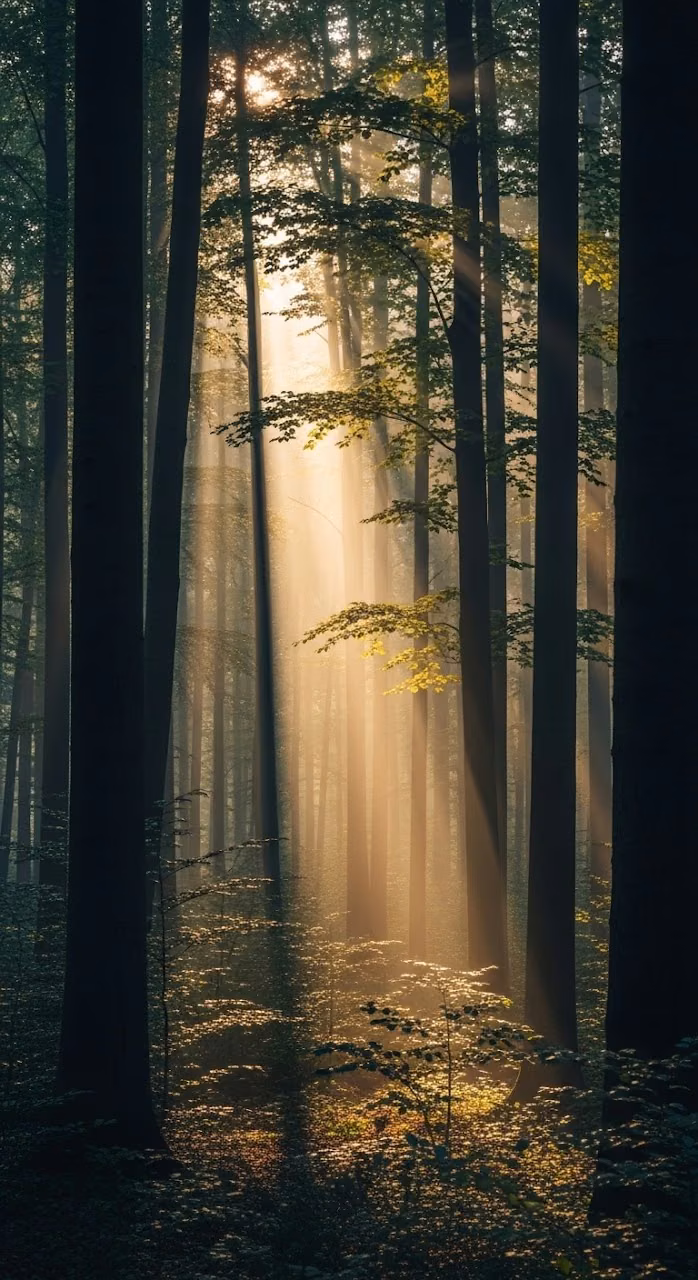 Forest Dawn Sunbeams Mist - Free Mobile AMOLED Wallpaper Background