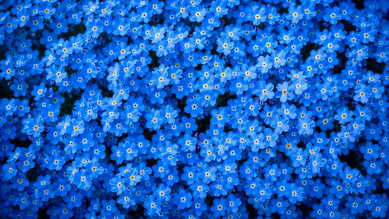 Top-down macro close up of dense blooming blue forget-me-not flowers with yellow center petals.