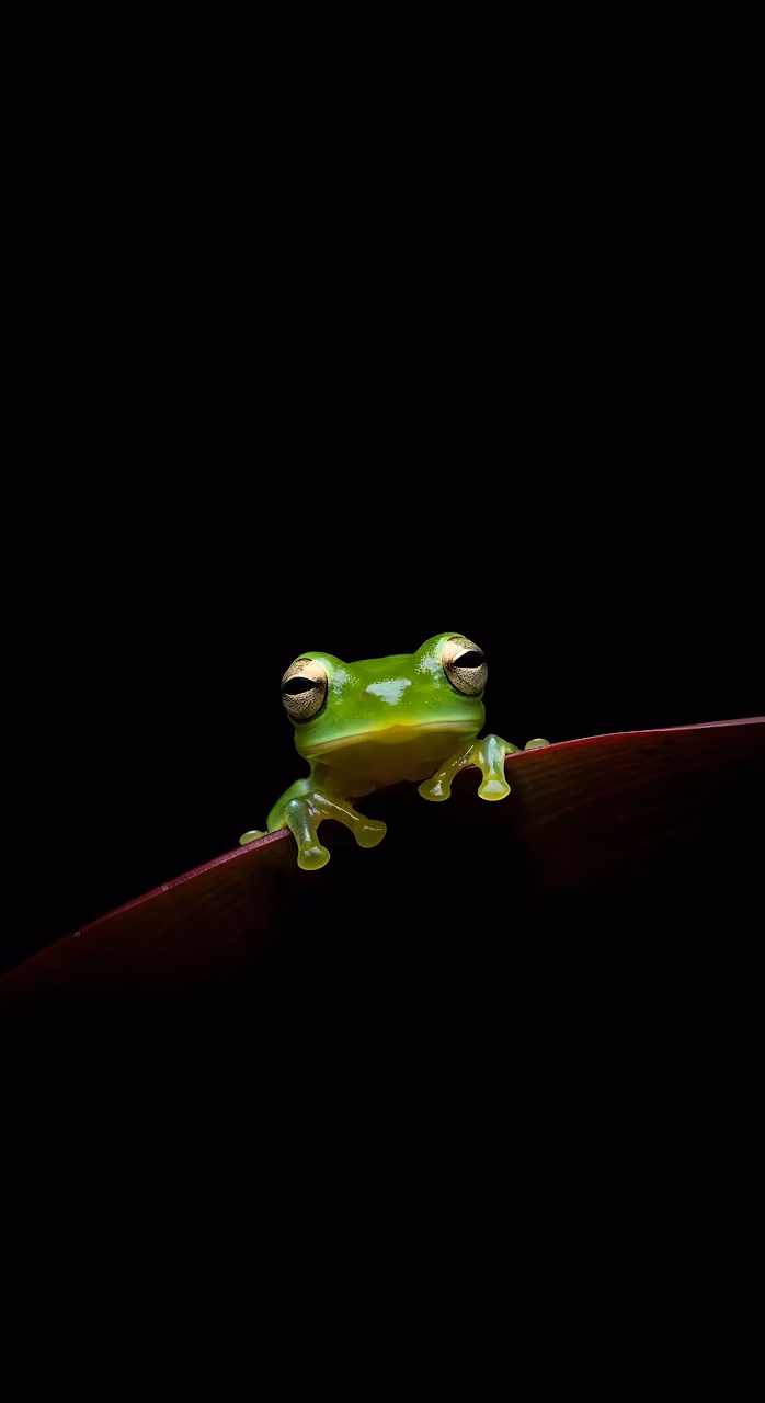 Glass Frog on Leaf with Black Background - Free Mobile AMOLED Wallpaper Background