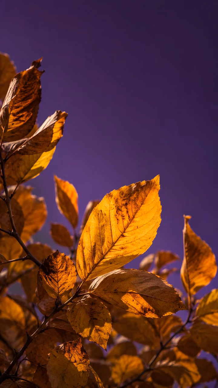 Download Golden Autumn Leaves Glowing Against Deep Violet Wallpaper in Mobile HD Golden autumn leaves glow from the lower frame against a deep violet background.