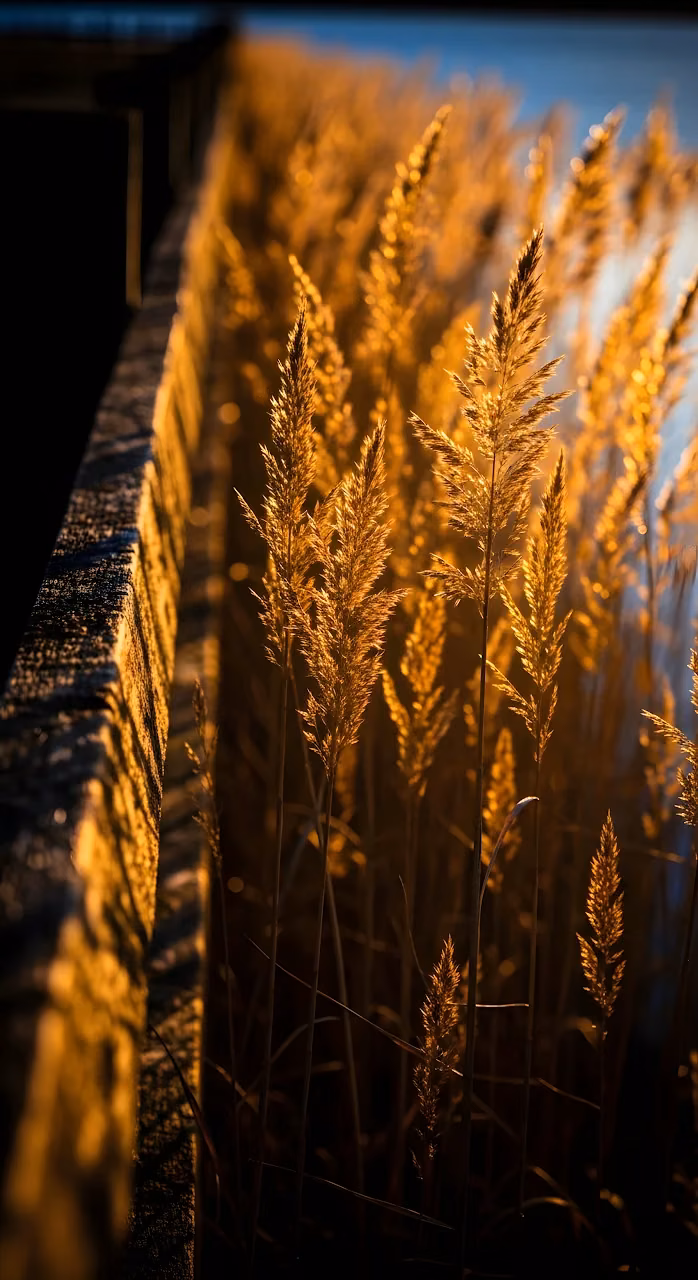 Golden Reeds Backlit by Sunset, Warm Light on Wooden Railing - Free Mobile AMOLED Wallpaper Background