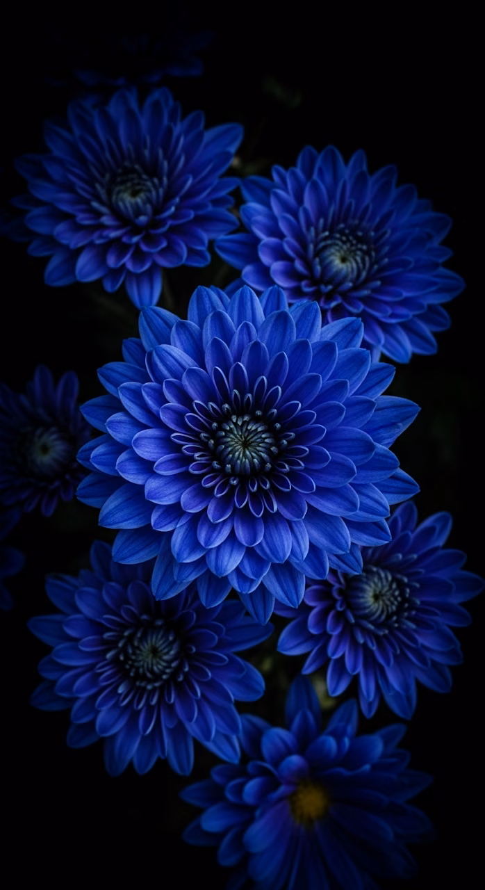 Download High-Contrast Macro Photograph of Vivid Blue Chrysanthemum Flowers on a Deep Black Background Wallpaper in Mobile HD High-Contrast Macro Photograph of Vivid Blue Chrysanthemum Flowers on a Deep Black Background - Free Mobile AMOLED Wallpaper Background