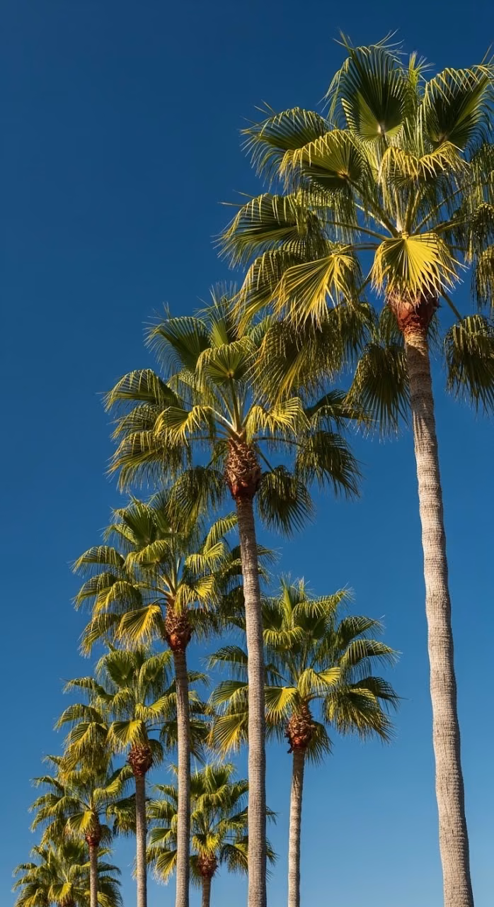 Download Low-Angle View of Tropical Palm Trees Swaying Against a Bright Blue Sky Wallpaper in Mobile HD Low-Angle View of Tropical Palm Trees Swaying Against a Bright Blue Sky - Free Mobile AMOLED Wallpaper Background
