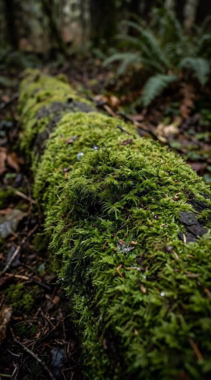Lush Green Moss on a Fallen Forest Log - Free Mobile AMOLED Wallpaper Background