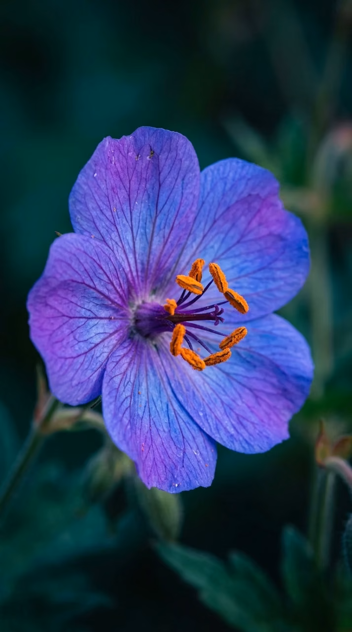 Download Macro Close-up of an Indigo and Violet Flower with Orange Anthers Wallpaper in Mobile HD Macro Close-up of an Indigo and Violet Flower with Orange Anthers - Free Mobile AMOLED Wallpaper Background