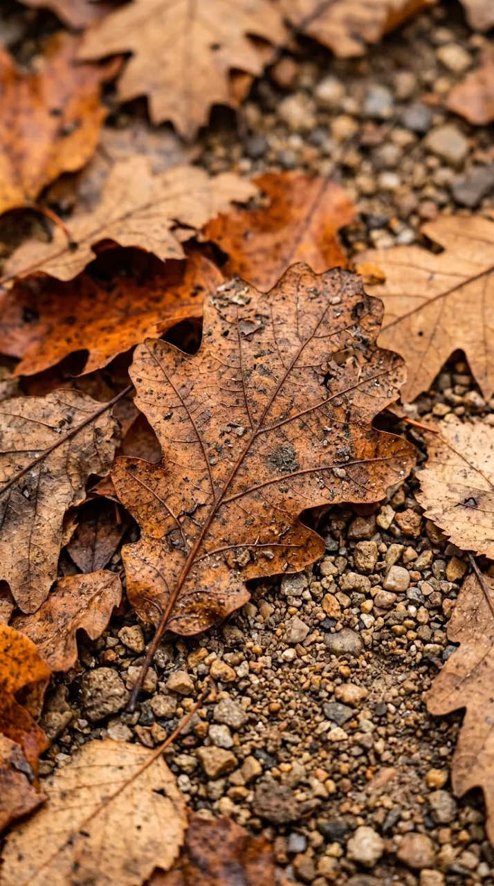Download Macro Detail of Brown and Orange Fallen Autumn Leaves on Soil Wallpaper in Mobile HD Macro Detail of Brown and Orange Fallen Autumn Leaves on Soil - Free Mobile AMOLED Wallpaper Background