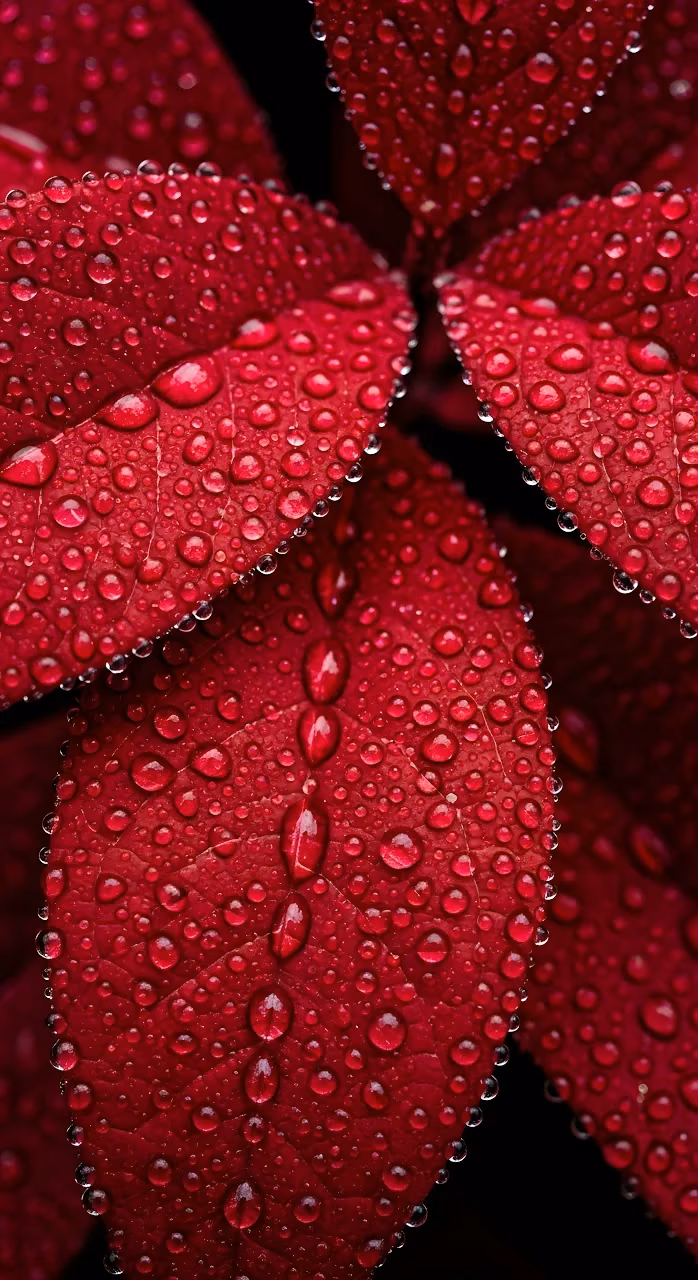 Macro Detail of Deep Red Leaves with Water Droplets - Free Mobile AMOLED Wallpaper Background