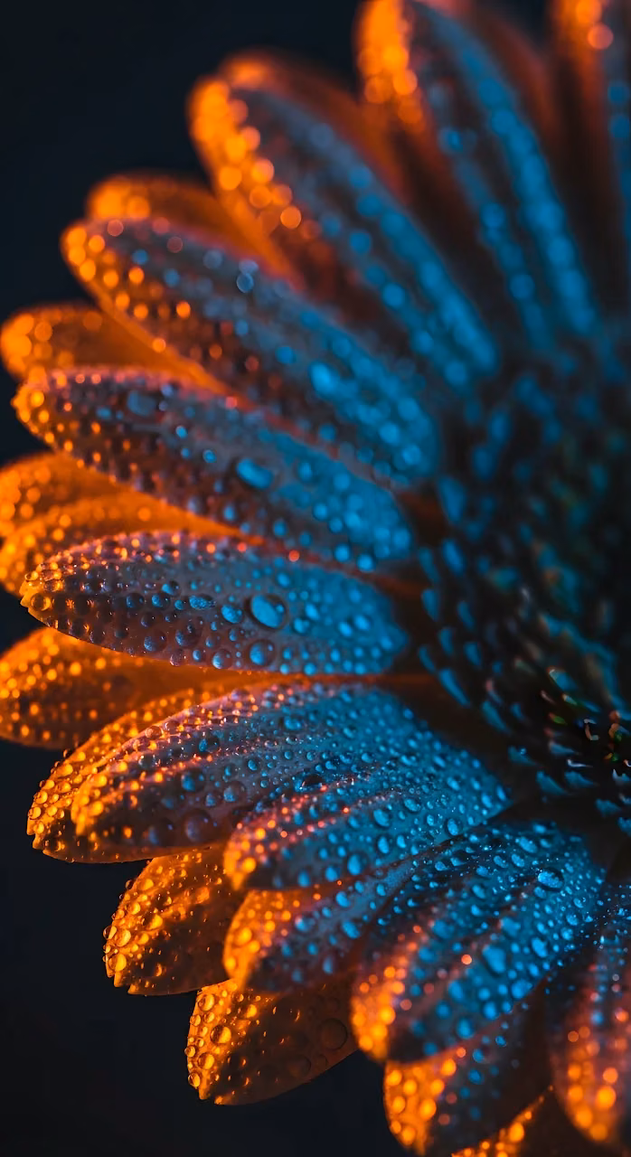 Macro Flower Petals with Dual Color Lighting - Free Mobile AMOLED Wallpaper Background