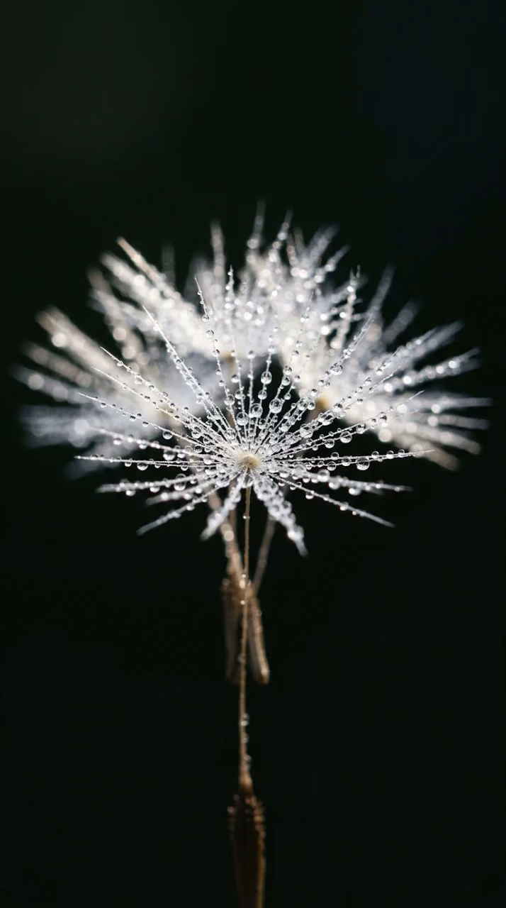 Download Macro Photography Of Dandelion Seeds With Water Droplets Wallpaper in Mobile HD Macro Photography Of Dandelion Seeds With Water Droplets - Free Mobile AMOLED Wallpaper Background