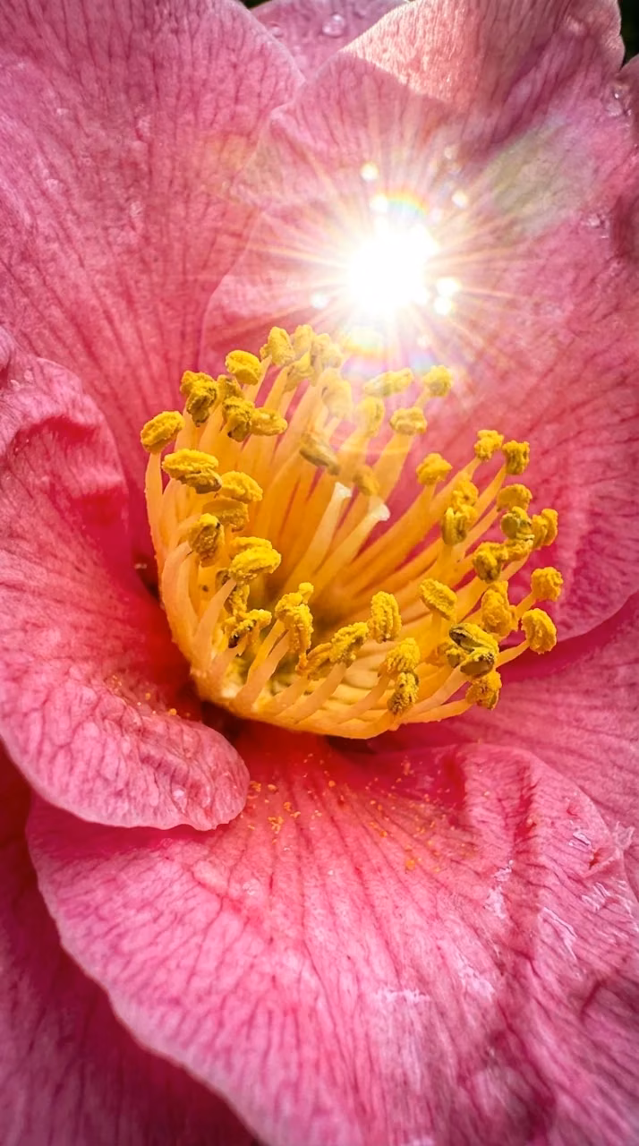 Download Macro Pink Camellia Flower with Sharp Lens Flare Sunburst Wallpaper in Mobile HD Macro Pink Camellia Flower with Sharp Lens Flare Sunburst - Free Mobile AMOLED Wallpaper Background