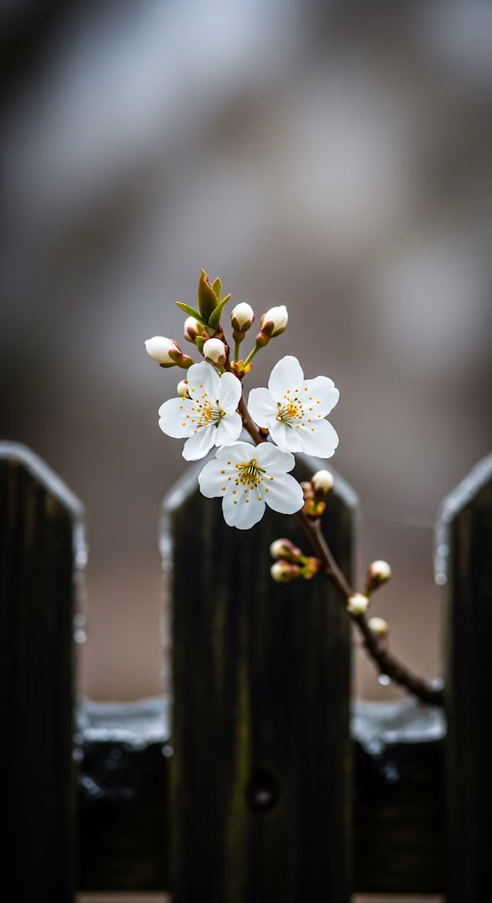 Macro Shot of Delicate White Flowers on a Branch Against a Dark Icy Wooden Fence - Free Mobile AMOLED Wallpaper Background