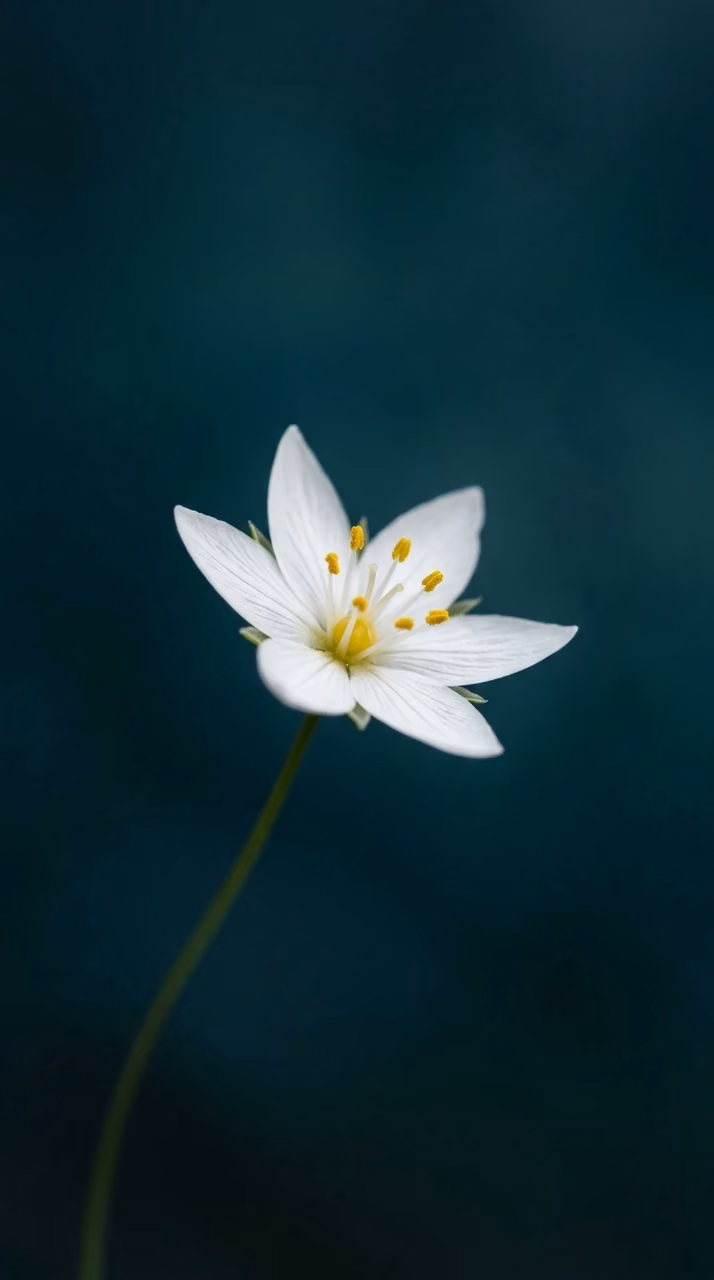 Macro Photo of a Single White Starflower on a Deep Teal Background - Free Mobile AMOLED Wallpaper Background