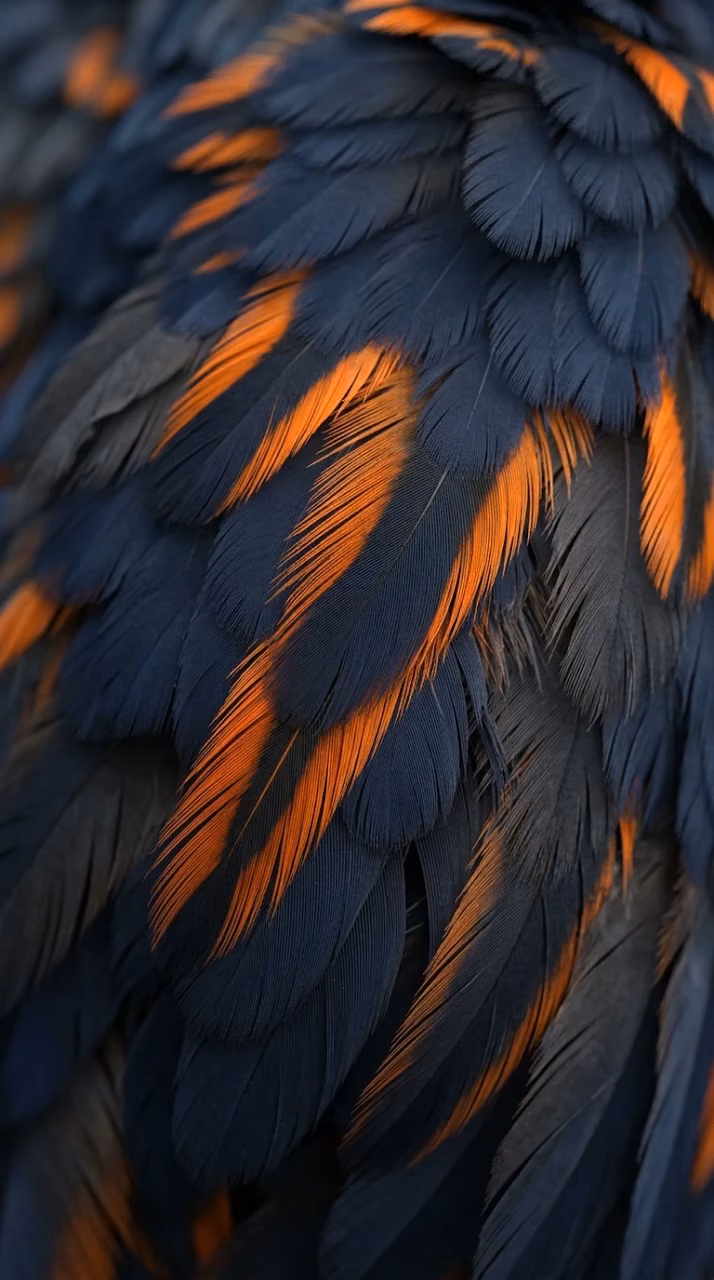 Macro Texture of Overlapping Navy and Vibrant Orange Feathers - Free Mobile AMOLED Wallpaper Background