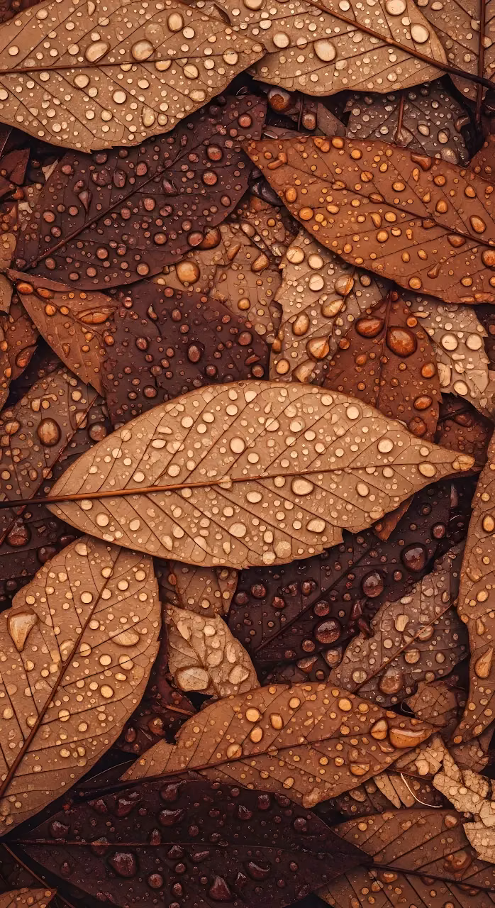 Macro View of Autumn Leaves Covered in Raindrops - Free Mobile AMOLED Wallpaper Background