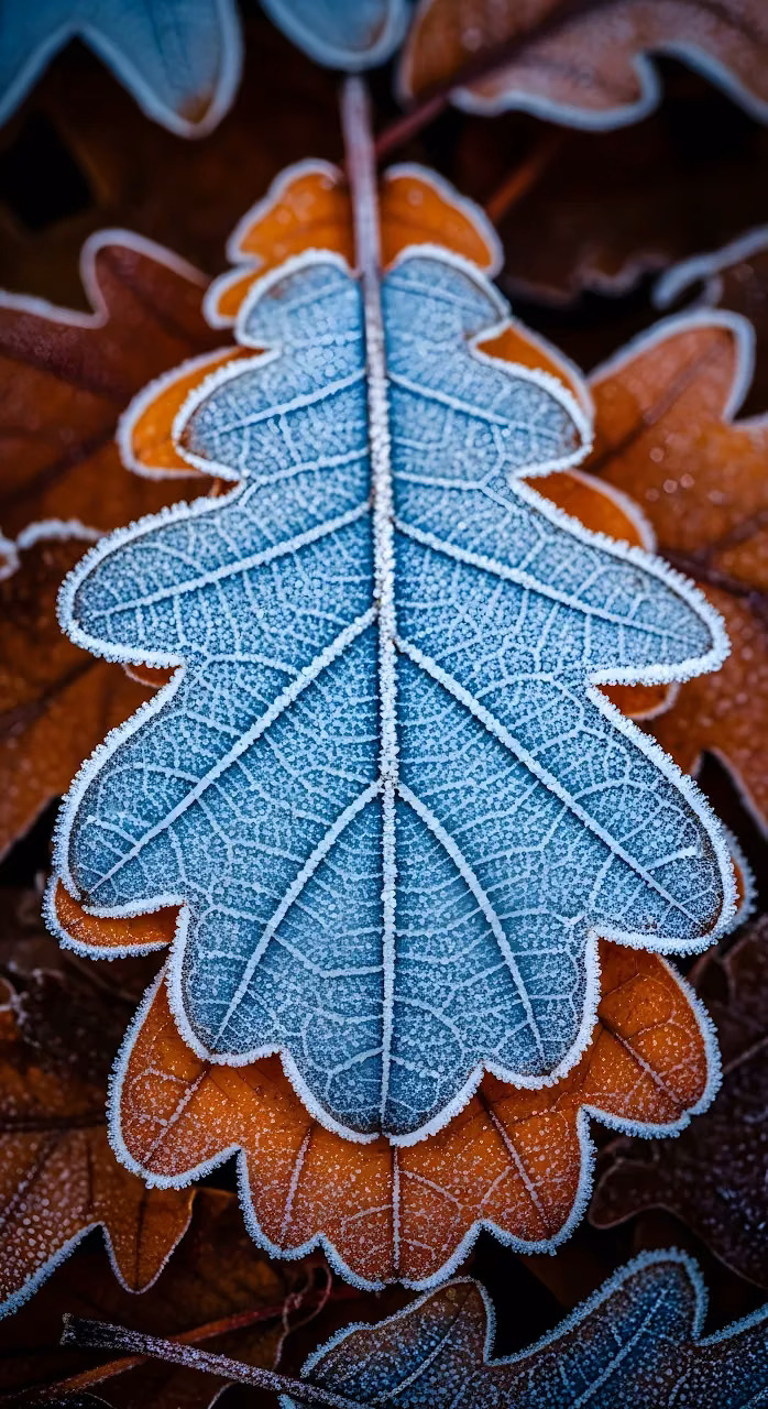Download Macro View of Blue Frosted Oak Leaf on Autumn Foliage Wallpaper in Mobile HD Macro View of Blue Frosted Oak Leaf on Autumn Foliage - Free Mobile AMOLED Wallpaper Background
