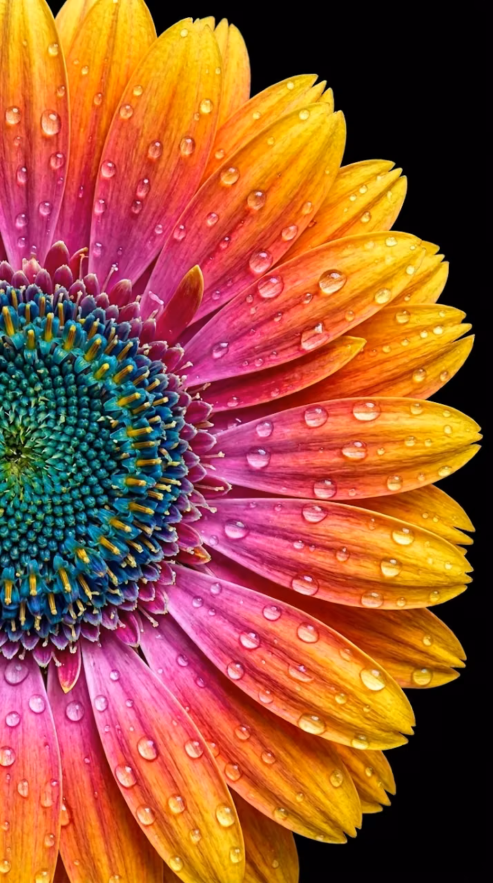 Download Macro Photo of Water Droplets on Colorful Gerbera Flower Wallpaper in Mobile HD Macro Photo of Water Droplets on Colorful Gerbera Flower - Free Mobile AMOLED Wallpaper Background